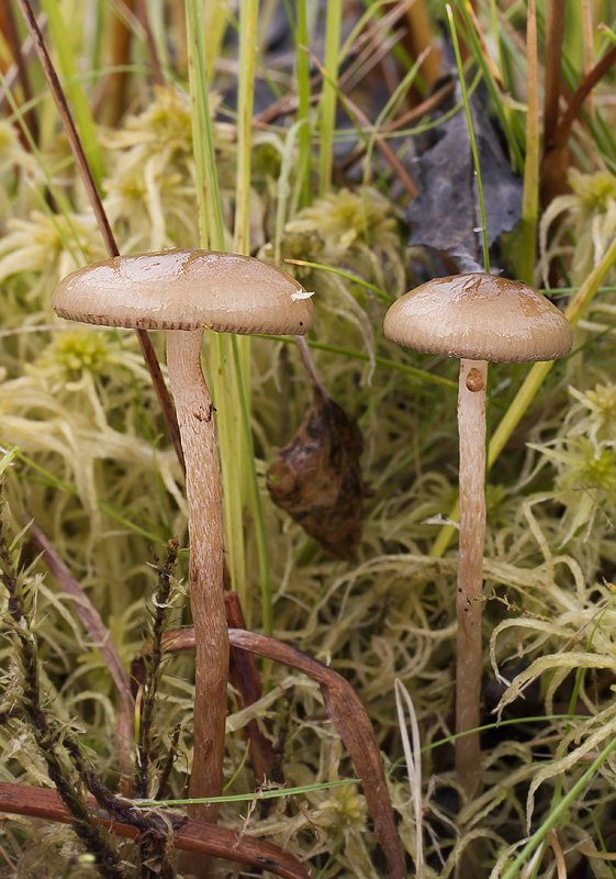 Phaeonematoloma myosotis